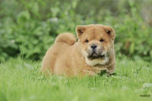 Chow Chow liggend in grasveld