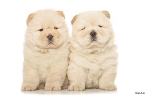 Twee Chow Chow puppy´s