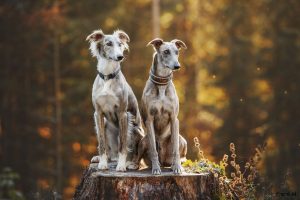 Twee Greyhound honden in het bos