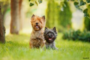 Twee Cairn Terriër honden in een grasveld