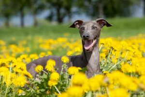 Greyhound tussen de bloemen