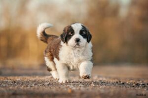 Sint Bernard puppy rennend
