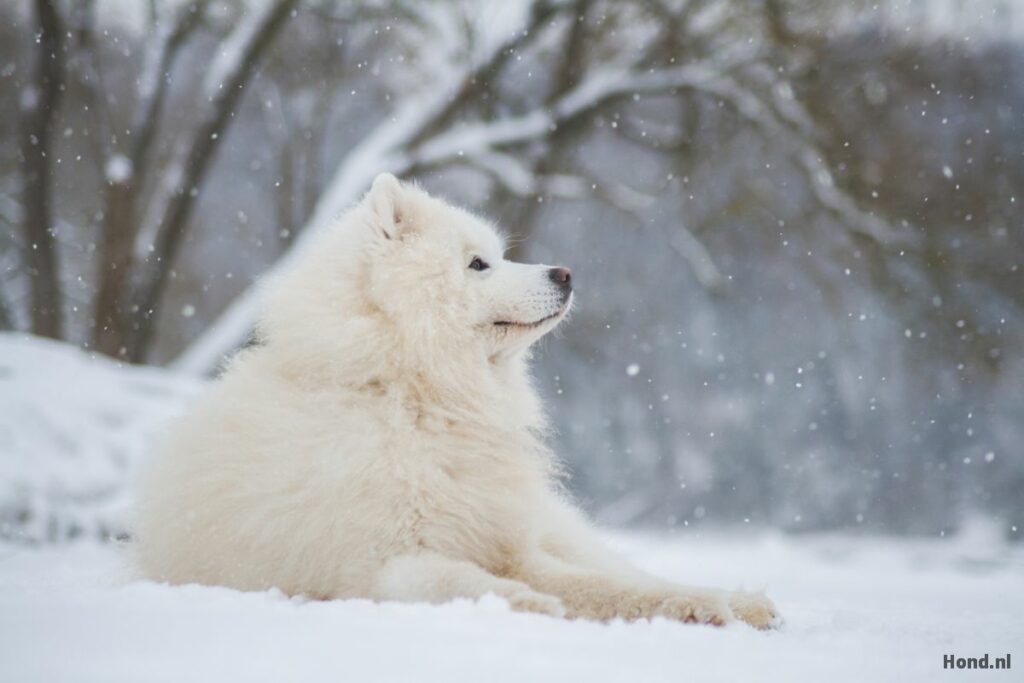 Samojeed liggend in de sneeuw