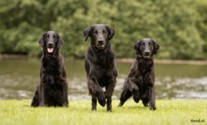 Drie Flat-Coated Retriever honden rennend