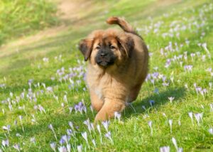 Tibetaanse Mastiff puppy in grasveld