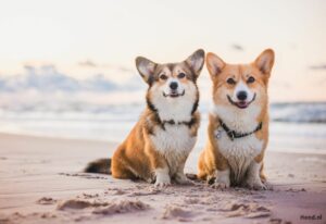 Twee Corgi hondjes op het strand
