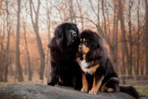 Twee Tibetaanse Mastiff honden buiten