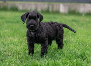 Riesenschnauzer puppy in grasveld