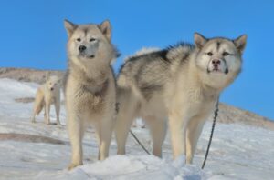 Groenlandse honden