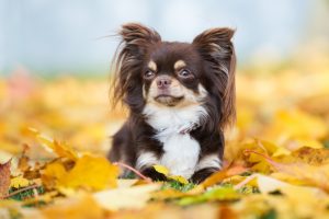 Chihuahua tussen de bladeren