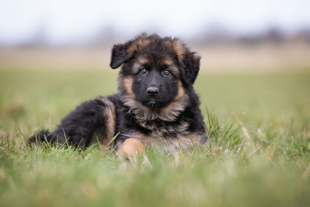 Duitse herder puppy