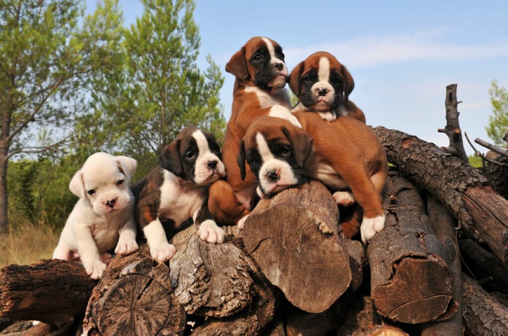 Miniature Boxer puppy's