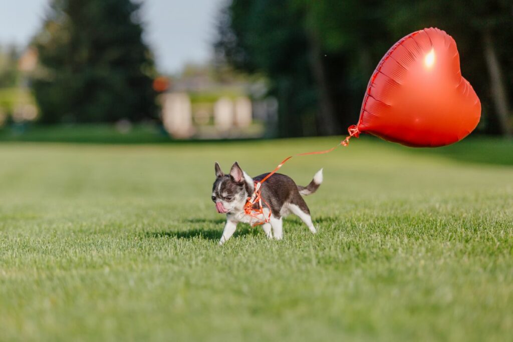 Chihuahua with balloon