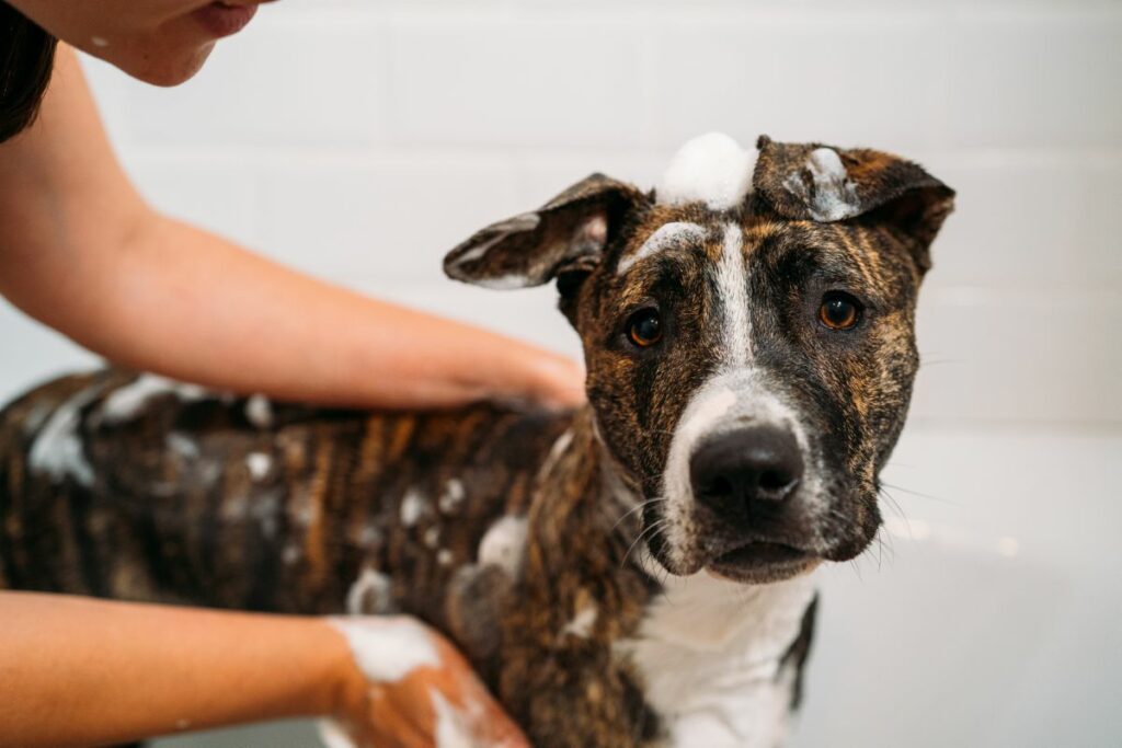 Bathing a dog for dandruff