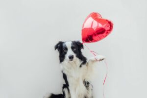 Dog with balloon