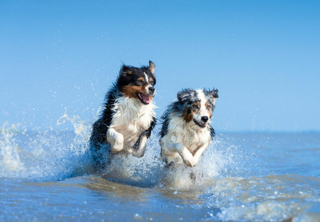 Dogs running in ocean
