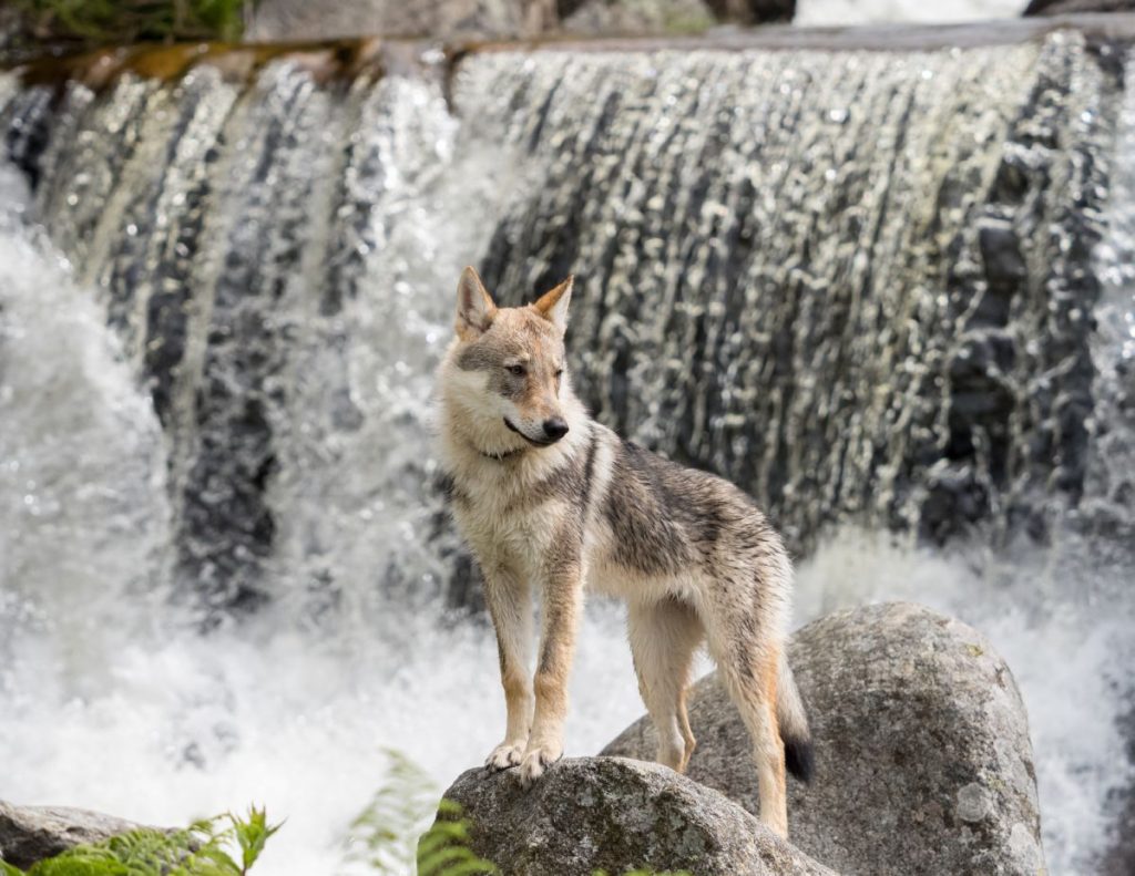 Czechoslovakian Wolfdog near waterfall