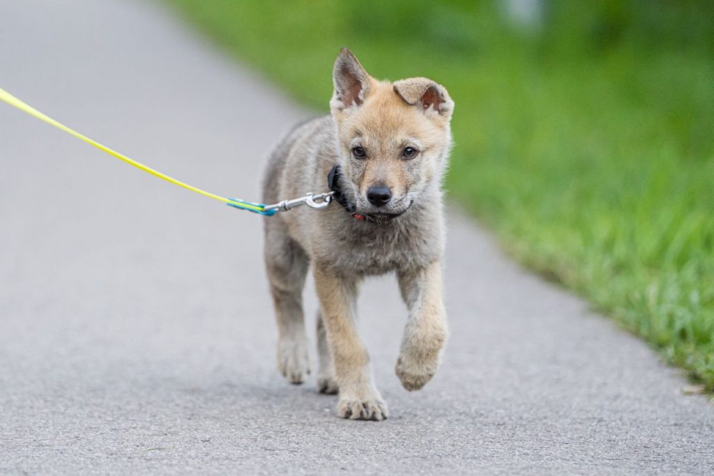 Czechoslovakian Wolfdog puppy walking