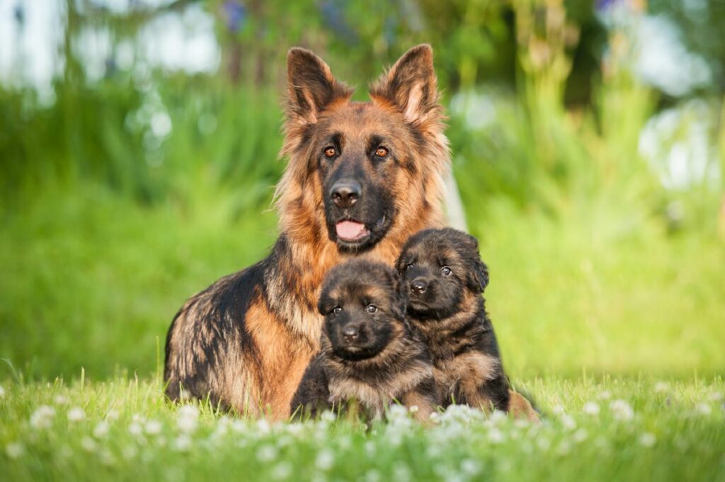 German Shepherd with puppies