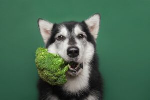 Hond met broccoli