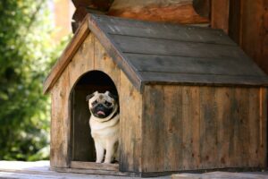 Pug in dog house