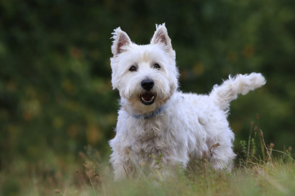 West Highland White Terrier 