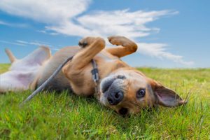 Dog rolling in grass field