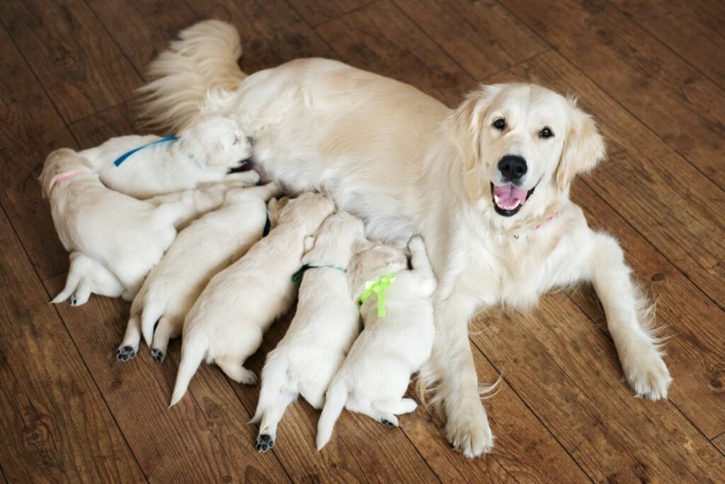 Mother dog with puppies