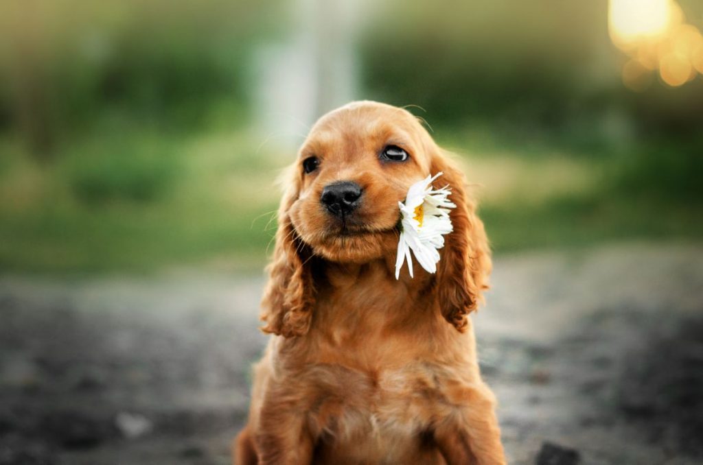 Puppy with flower in mouth