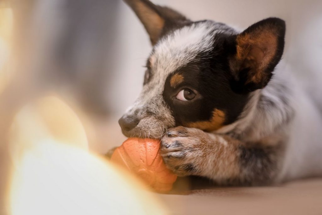 Australian Cattle dog puppy with toy
