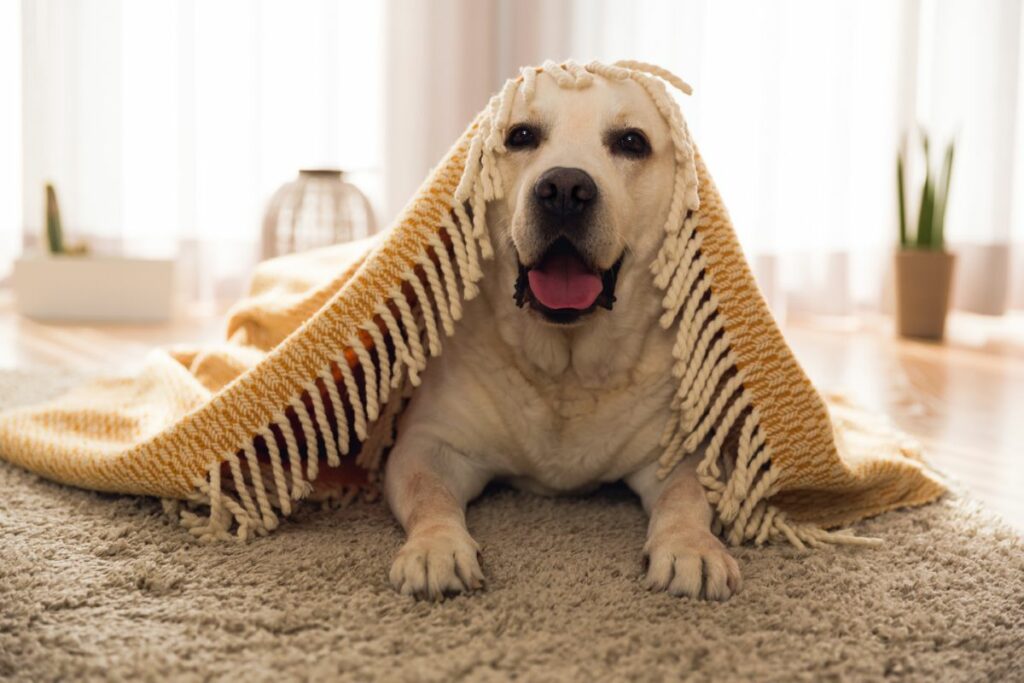 Dog with carpet