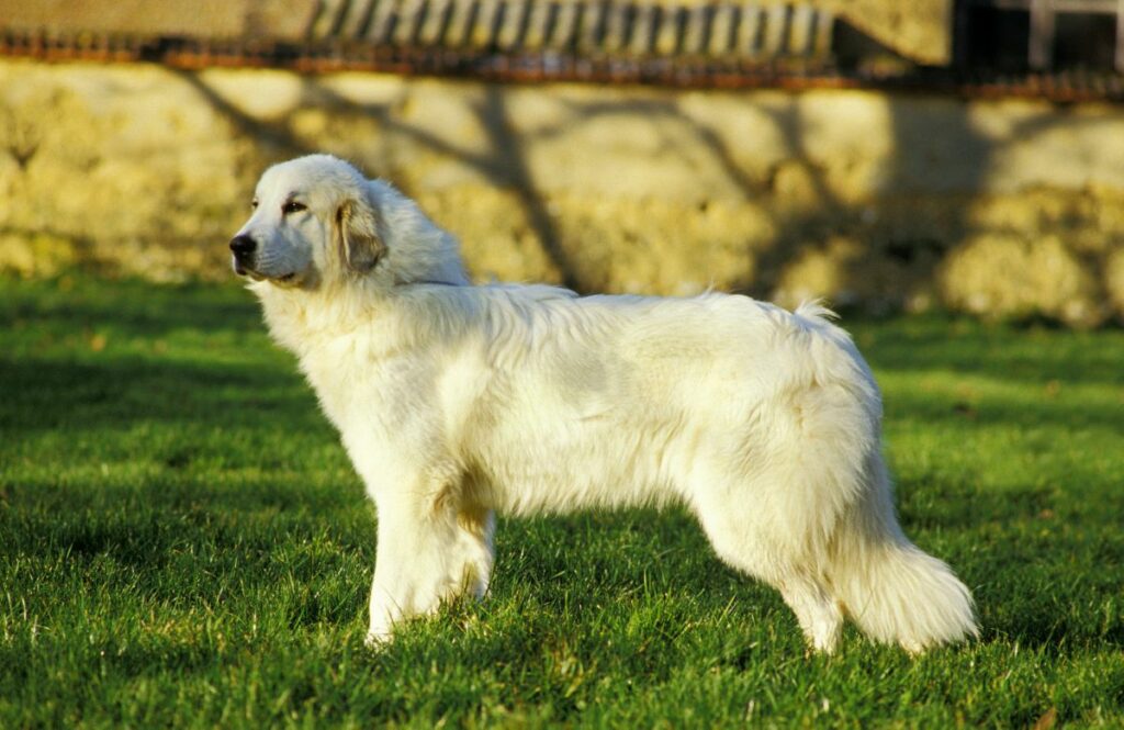 Pyrenean Mountain Dog 