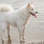 14 Dog breeds with curly tails 