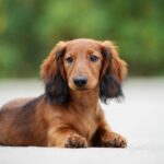 10 Best rat and mice hunting dog breeds 