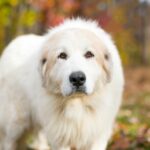 Pyrenean Mountain Dog: the independent protector 
