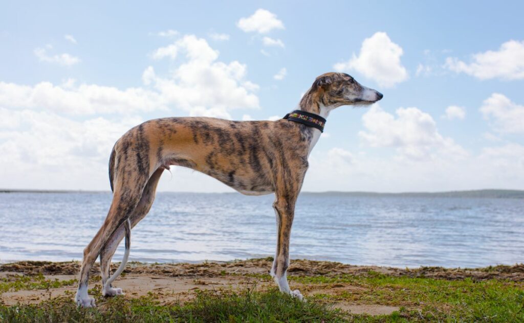 Spanish Greyhound 