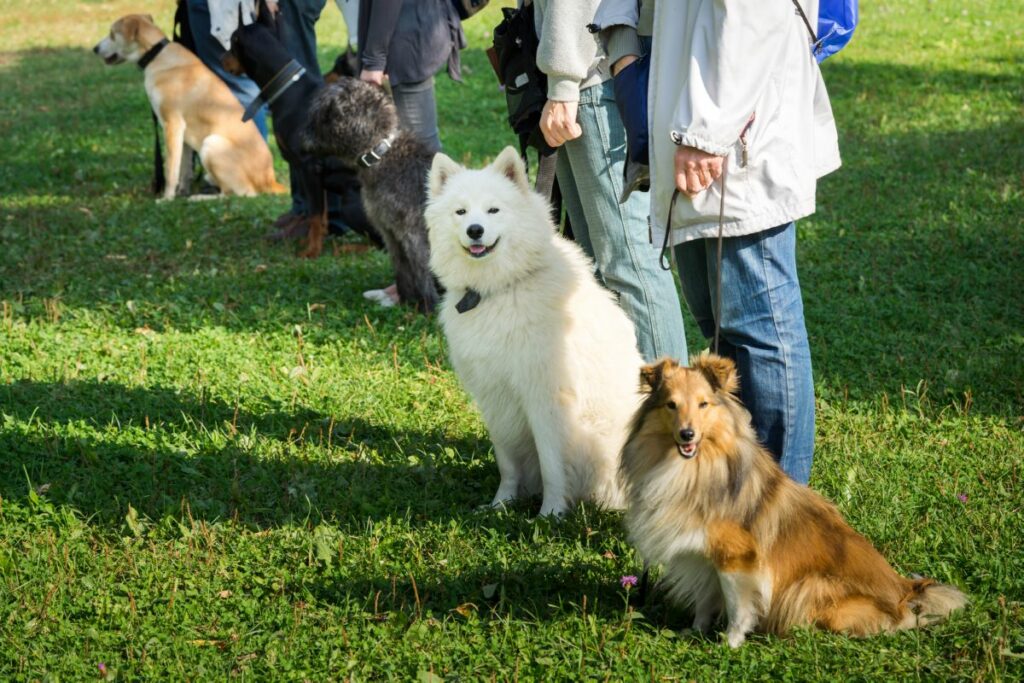 Dog group training