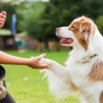 Tips for training multiple dogs at once