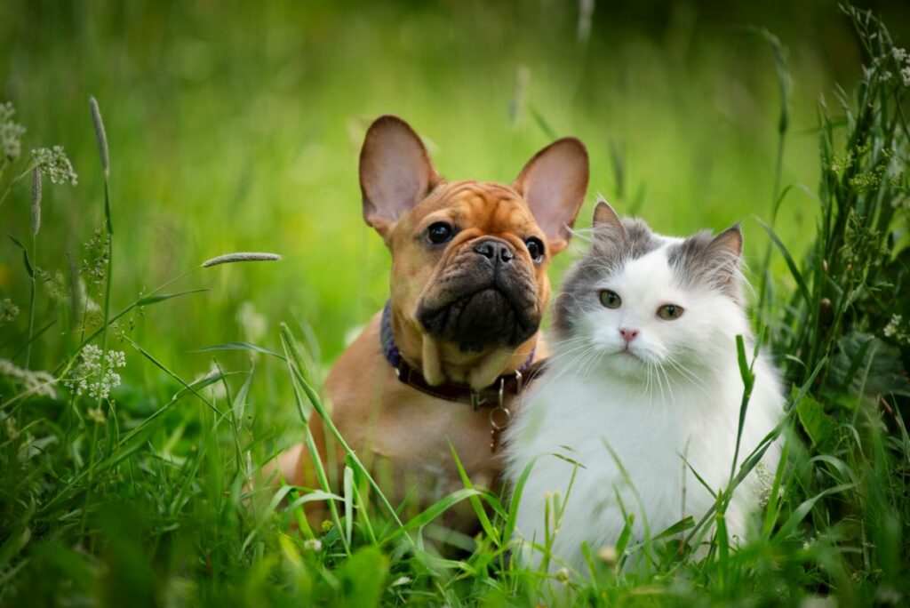 Dog with cat