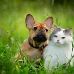 12 Best dog breeds that are good with cats 