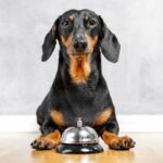 How do you teach a dog to ring a bell? 