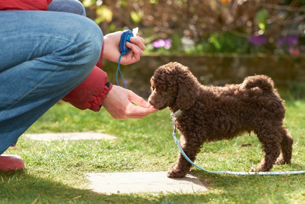 Hond clicker training