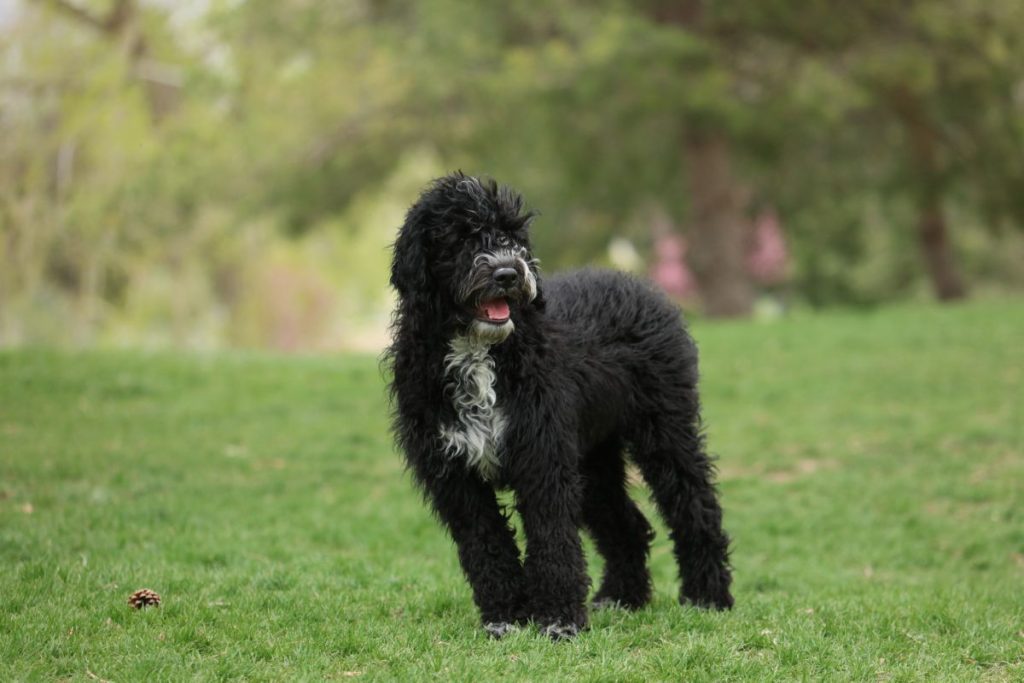 Portuguese Water Dogs 