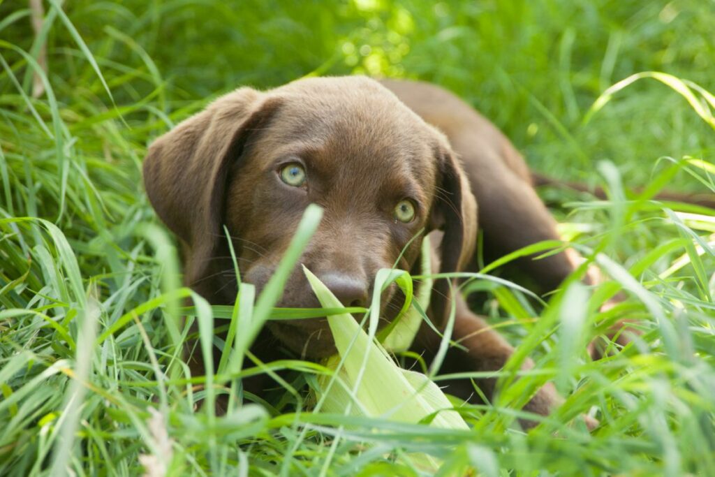 Puppy eating grass