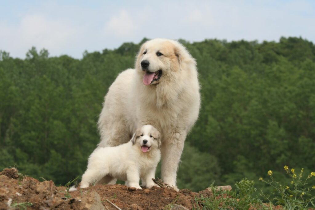 Pyrenean Mountain dog with puppy