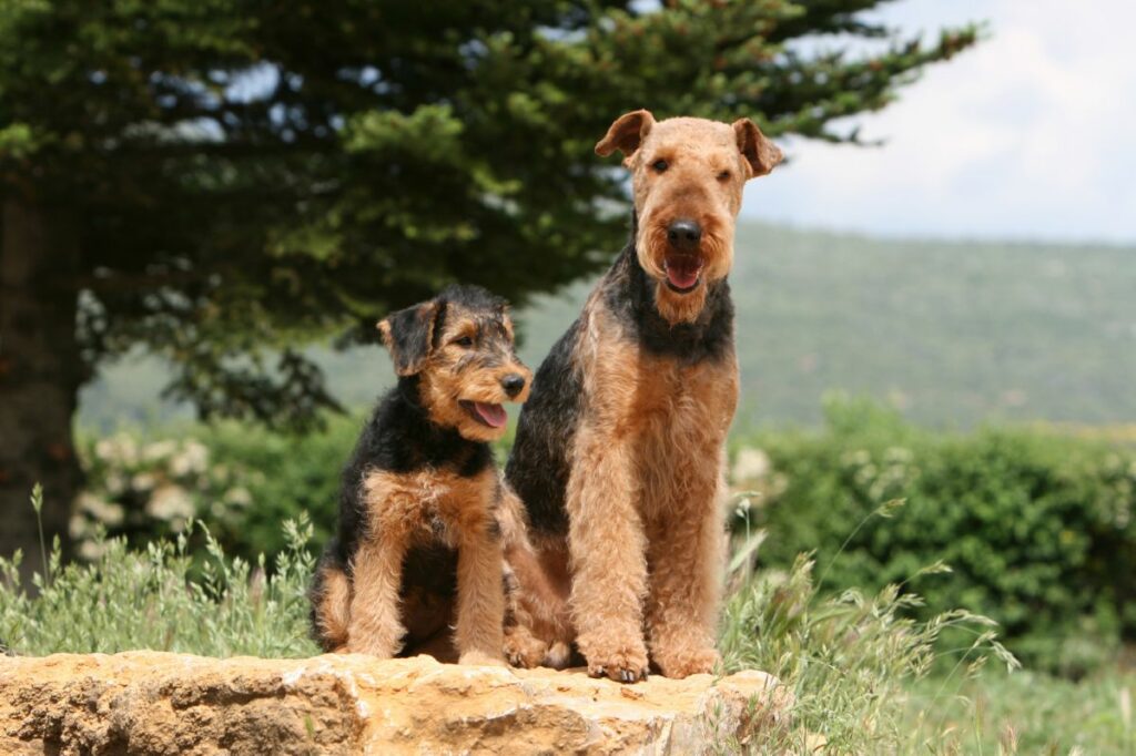 Airedale Terrier 