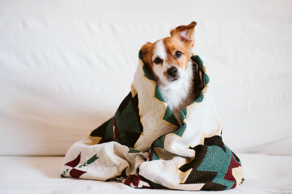Dog in blanket