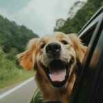 Ways to get dog hair out of a car  
